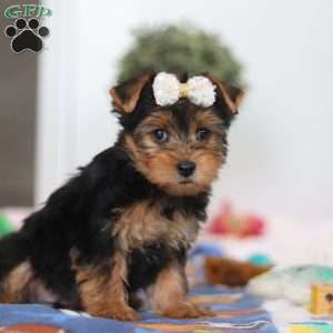 Cora, Yorkie Puppy