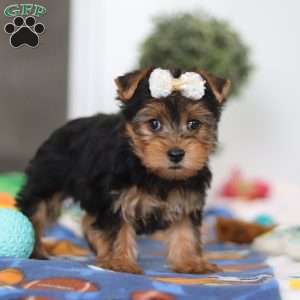 Cora, Yorkie Puppy