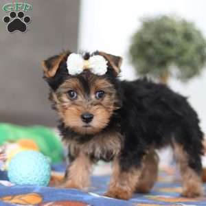 Cora, Yorkie Puppy
