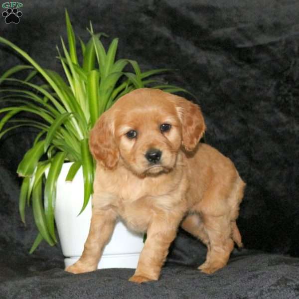 Cora, Miniature Golden Retriever Puppy