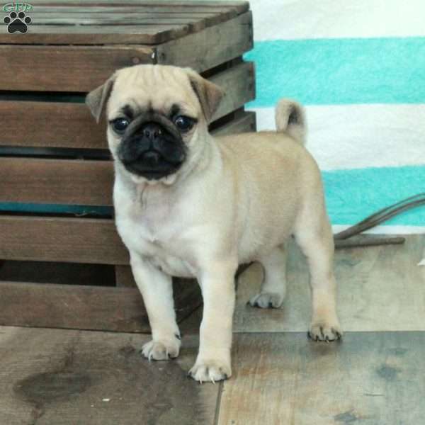 Cora, Pug Puppy