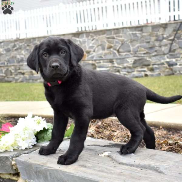 Cora, Black Labrador Retriever Puppy
