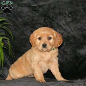 Cora, Miniature Golden Retriever Puppy
