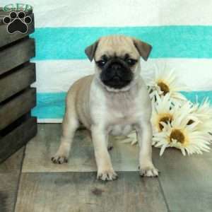 Cora, Pug Puppy