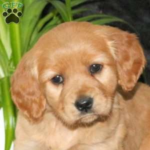 Cora, Miniature Golden Retriever Puppy