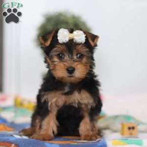 Cora, Yorkie Puppy