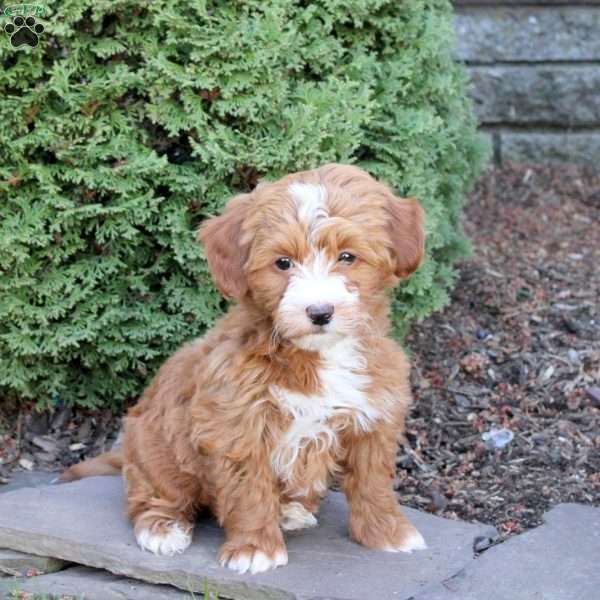 Courtney, Havapoo Puppy