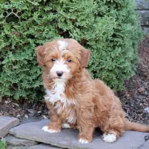 Courtney, Havapoo Puppy