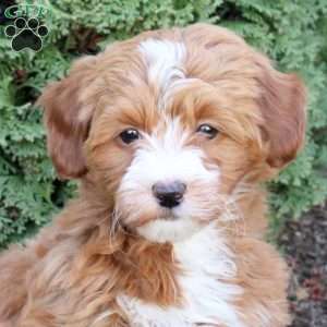 Courtney, Havapoo Puppy