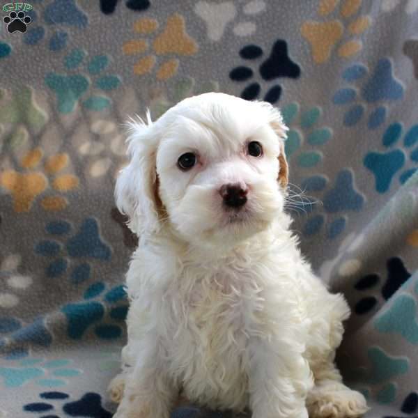 Cream Puff, Cockapoo Puppy