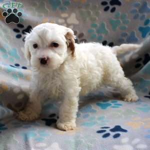 Cream Puff, Cockapoo Puppy