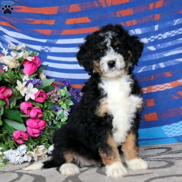 Crissy, Mini Bernedoodle Puppy