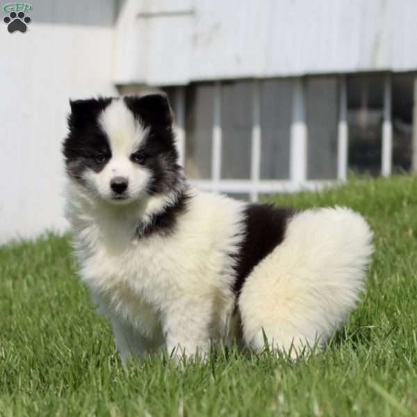 Crissy, Pomsky Puppy