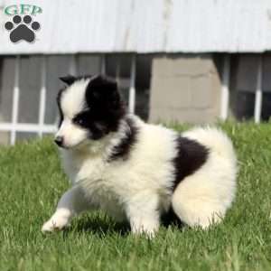 Crissy, Pomsky Puppy