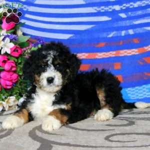 Crissy, Mini Bernedoodle Puppy