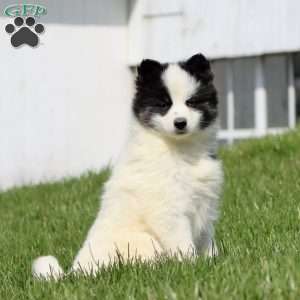 Crissy, Pomsky Puppy