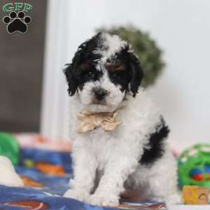 Crue, Miniature Poodle Puppy