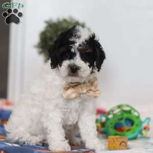 Crue, Miniature Poodle Puppy
