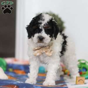 Crue, Miniature Poodle Puppy