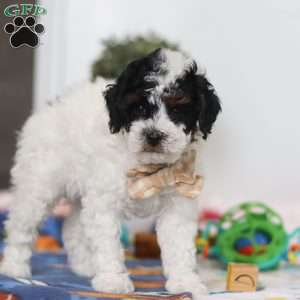 Crue, Miniature Poodle Puppy