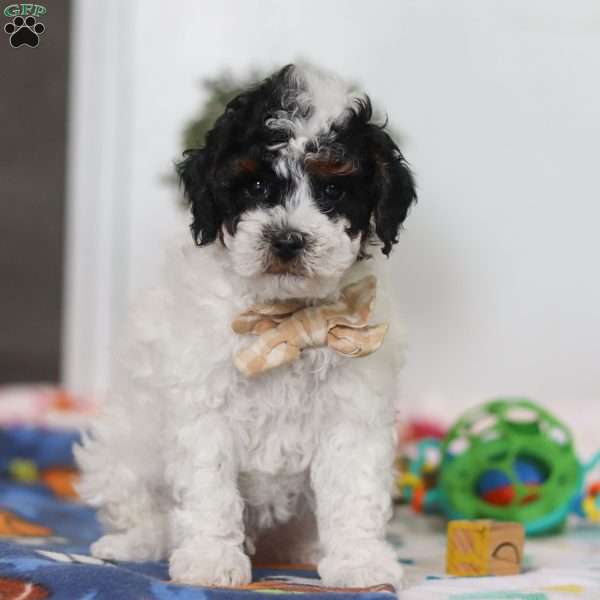 Crue, Miniature Poodle Puppy