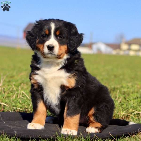 Crush, Bernese Mountain Dog Puppy