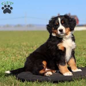 Crush, Bernese Mountain Dog Puppy