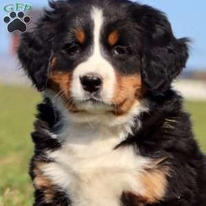 Crush, Bernese Mountain Dog Puppy
