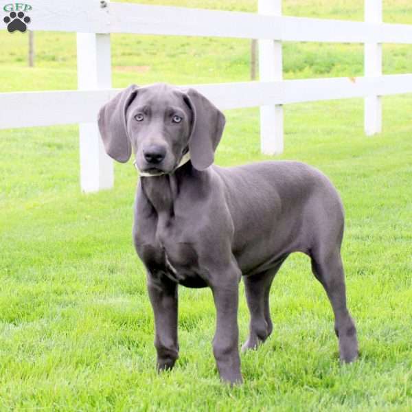 Cuddles, Weimaraner Puppy