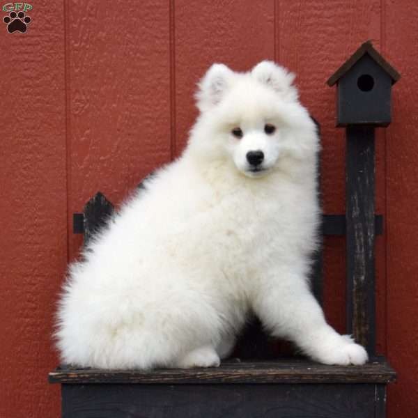 Cuddles, Samoyed Puppy