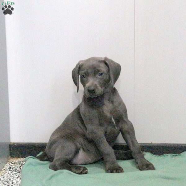 Cuddles, Weimaraner Puppy