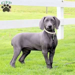 Cuddles, Weimaraner Puppy