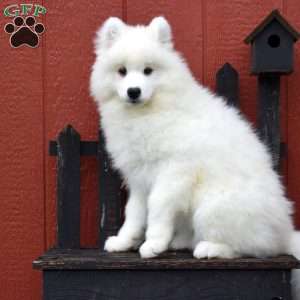 Cuddles, Samoyed Puppy