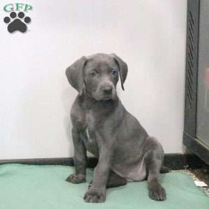 Cuddles, Weimaraner Puppy