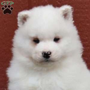 Cuddles, Samoyed Puppy