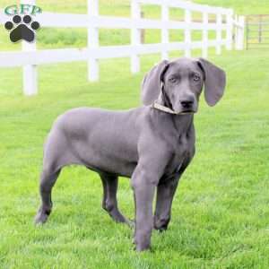 Cuddles, Weimaraner Puppy