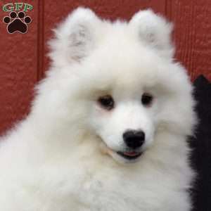 Cuddles, Samoyed Puppy