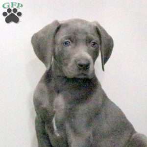 Cuddles, Weimaraner Puppy