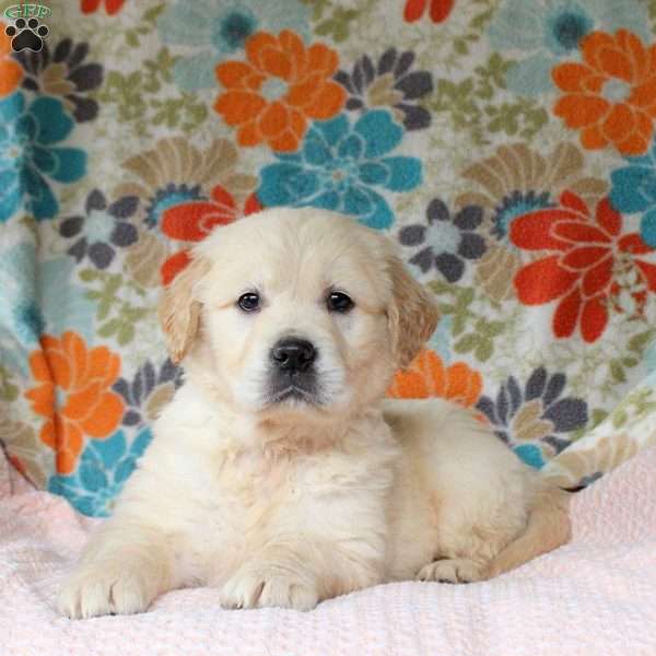 Cullin, English Cream Golden Retriever Puppy