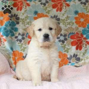 Cullin, English Cream Golden Retriever Puppy