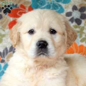 Cullin, English Cream Golden Retriever Puppy