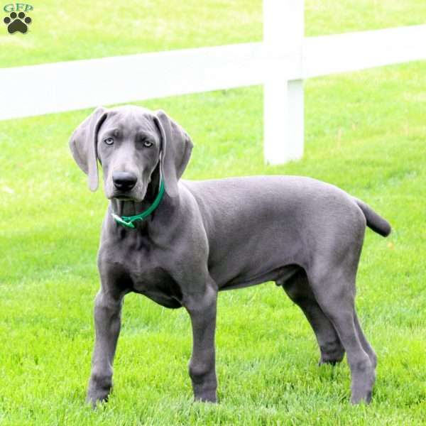 Cutie, Weimaraner Puppy
