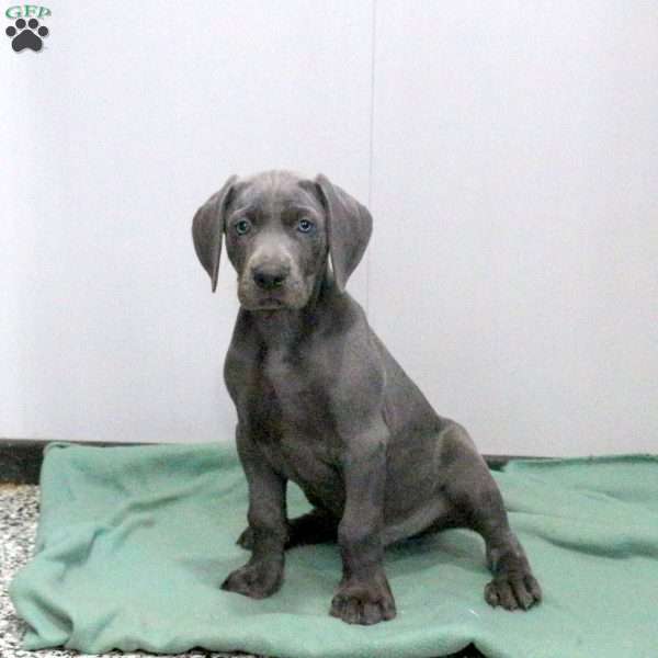 Cutie, Weimaraner Puppy