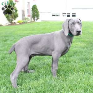 Cutie, Weimaraner Puppy
