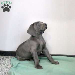 Cutie, Weimaraner Puppy