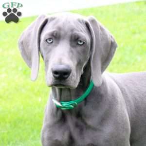 Cutie, Weimaraner Puppy