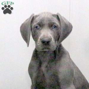 Cutie, Weimaraner Puppy