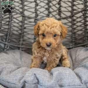 Stella, Cockapoo Puppy