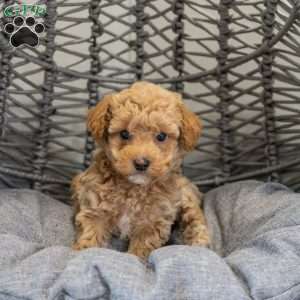 Stella, Cockapoo Puppy