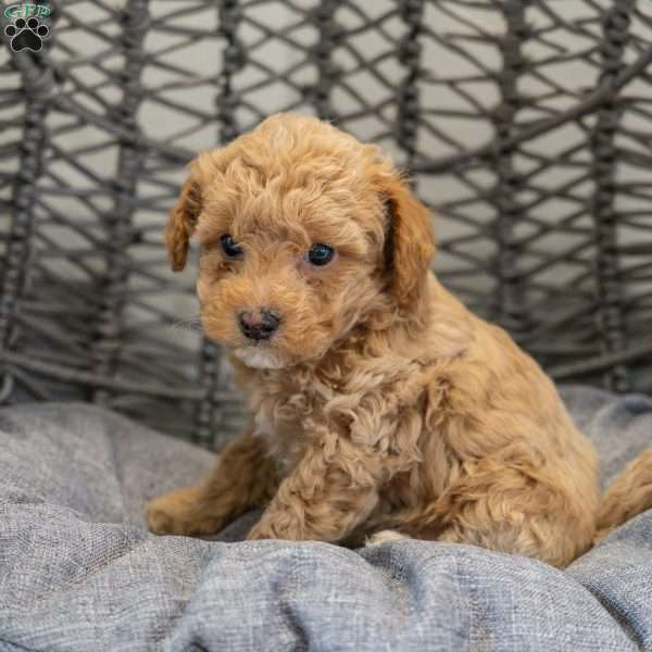 Stella, Cockapoo Puppy